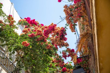 Pembe ve mor çiçekler bir faşistin çalılarının üzerinde. Yüksek kalite fotoğraf