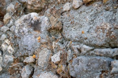 Kalenin eski taş duvarının önündeki bir bitkinin makro görüntüsü. Yüksek kalite fotoğraf