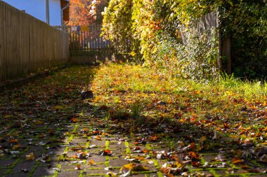 Ekim sonbaharında mavi gökyüzü olan bir buğday tarlası manzarası. Yüksek kalite fotoğraf