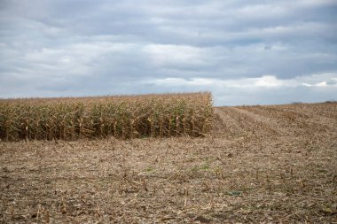 Sonbaharda yarı hasat edilmiş mısır tarlası, bulutlu gökyüzü. Yüksek kalite fotoğraf