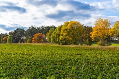 Bir tarlanın önünde sonbahar ağaçları olan bir ada. Yüksek kalite fotoğraf