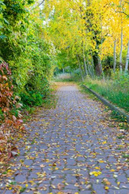 Ekim sonbaharında mavi gökyüzü olan bir buğday tarlası manzarası. Yüksek kalite fotoğraf