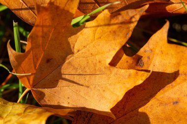 Sonbaharda sarı akçaağaç yapraklarının makro görüntüsü. Yüksek kalite fotoğraf
