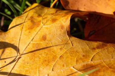 Sonbaharda sarı akçaağaç yapraklarının makro görüntüsü. Yüksek kalite fotoğraf