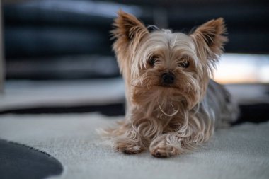 Küçük Yorkshire Teriyeri bir halının üzerinde yatıyor. Yüksek kalite fotoğraf