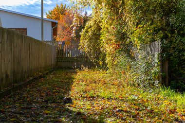 Ekim sonbaharında mavi gökyüzü olan bir buğday tarlası manzarası. Yüksek kalite fotoğraf
