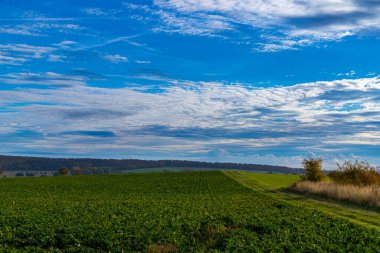 Ekim sonbaharında mavi gökyüzü olan bir buğday tarlası manzarası. Yüksek kalite fotoğraf