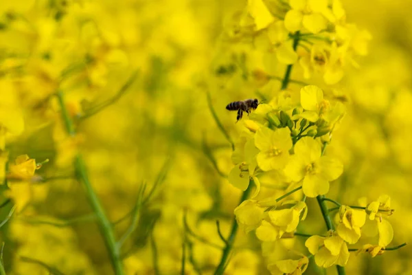 黄色の菜の花と青の背景のマクロショット 高品質の写真 — ストック写真