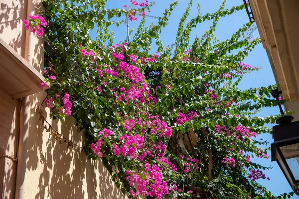 Pink and purple flowers on a bush on a house fasade. High quality photo