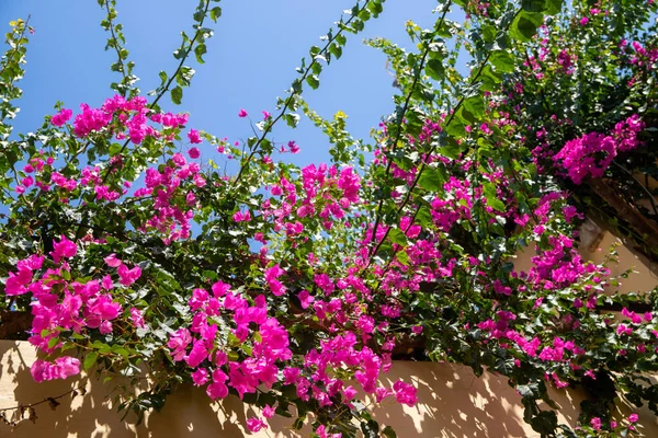 Roze Paarse Bloemen Een Struik Een Gevel Hoge Kwaliteit Foto — Stockfoto