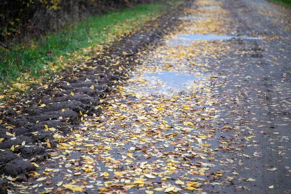 Brudna Droga Mnóstwem Jesiennych Liści Kałuż Kolorowych Drzew Krawędzi Wysokiej — Zdjęcie stockowe