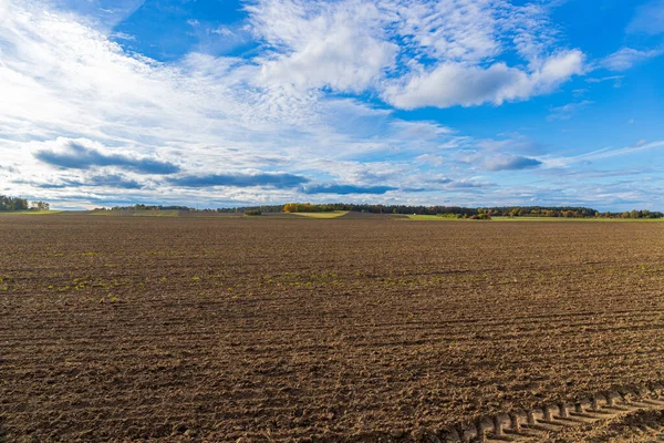 Panorama Ett Vetefält Oktober Hösten Med Blå Himmel Högkvalitativt Foto — Stockfoto