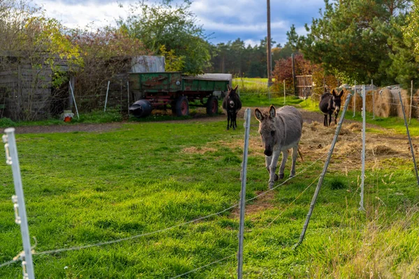小牧场里的灰驴 高质量的照片 — 图库照片