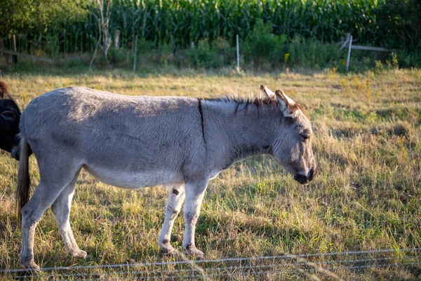 两只驴在灰色和黑色的牧场上 高质量的照片 — 图库照片