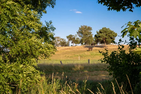 Hügel Mit Pferden Und Zaun Und Baumrahmen Hochwertiges Foto — Stockfoto