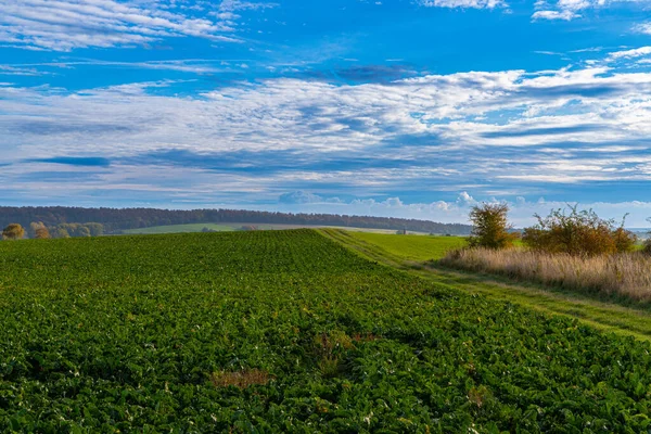 Panorama Ett Vetefält Oktober Hösten Med Blå Himmel Högkvalitativt Foto — Stockfoto