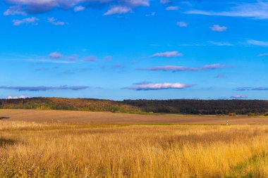 Ekim sonbaharında mavi gökyüzü olan bir buğday tarlası manzarası. Yüksek kalite fotoğraf