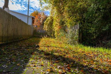 Ekim sonbaharında mavi gökyüzü olan bir buğday tarlası manzarası. Yüksek kalite fotoğraf