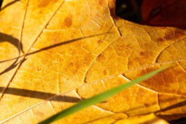 Sonbaharda sarı akçaağaç yapraklarının makro görüntüsü. Yüksek kalite fotoğraf