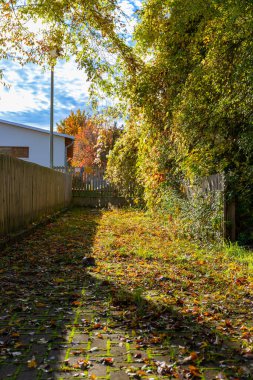 Ekim sonbaharında mavi gökyüzü olan bir buğday tarlası manzarası. Yüksek kalite fotoğraf