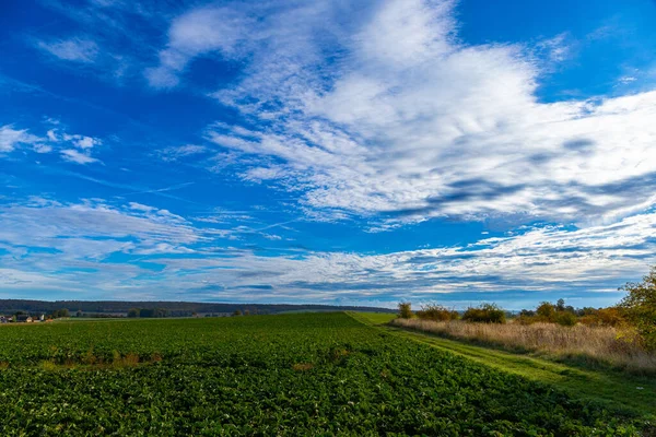 10月の秋には青空が広がる小麦畑のパノラマ 高品質の写真 — ストック写真