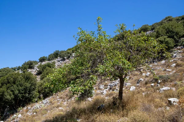 Panorama Einer Rauen Felslandschaft Auf Kreta Mit Bergen Hintergrund Hochwertiges — Stockfoto