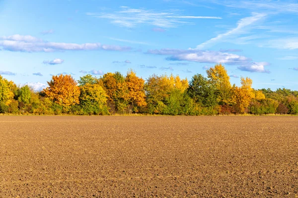 フィールドの前に秋の木と島 高品質の写真 — ストック写真