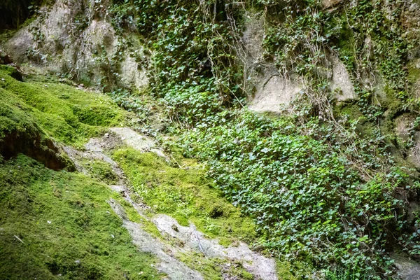 Cave walls overgrown with moss. High quality photo