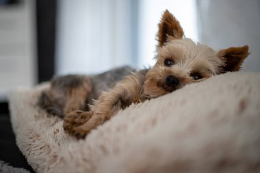 Küçük Yorkshire Teriyeri, arka planda bulanık, gri, yapay bir koyun derisi üzerinde yatar. Yüksek kalite fotoğraf