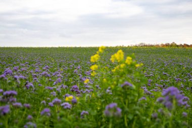 Bulutlu bir rap sahnesi ve birkaç gün ışığıyla mor yağmur farnelerinin çekildiği bir yer. Yüksek kalite fotoğraf