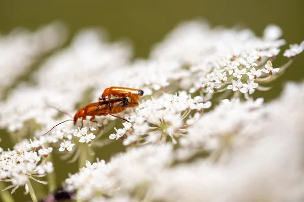 stock image Meadow bear claw with two insects during mating. High quality photo