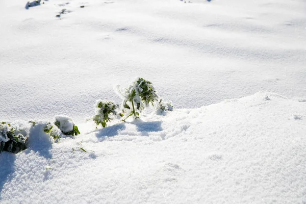 Krzewy Pokryte Śniegiem Wysokiej Jakości Zdjęcie — Zdjęcie stockowe