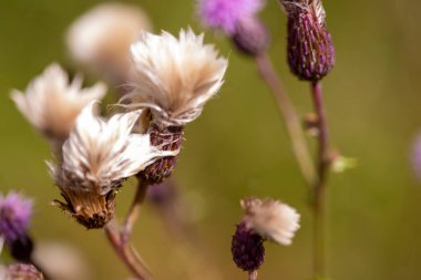 Weis ve Purple Flowers of a Thistle makro bir karede bulanık ve bulanık arkaplanlı. Yüksek kalite fotoğraf