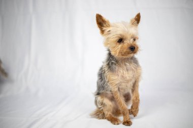 Beyaz perdenin önünde oturan küçük Yorkshire Teriyeri. Yüksek kalite fotoğraf