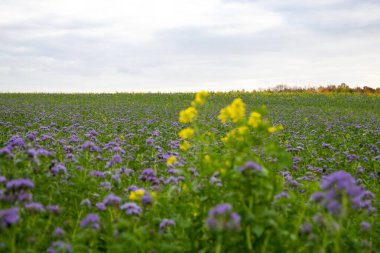Bulutlu bir rap sahnesi ve birkaç gün ışığıyla mor yağmur farnelerinin çekildiği bir yer. Yüksek kalite fotoğraf
