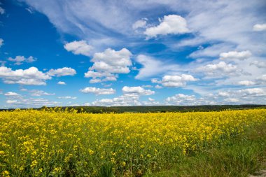 Mavi gökyüzü ve az bulutlu bir kolza tohumu tarlasının panoramik görüntüsü. Yüksek kalite fotoğraf