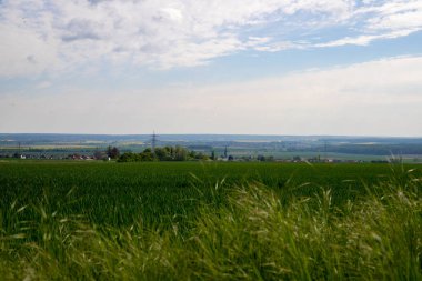 İlkbaharda laleler ve karla kaplı bir palmiye. Yüksek kalite fotoğraf