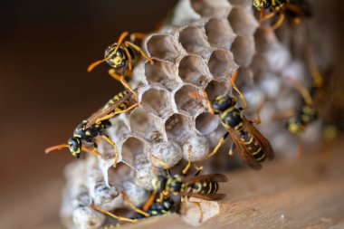 Eşek arısı kovanının makro görüntüsü. Yüksek kalite fotoğraf