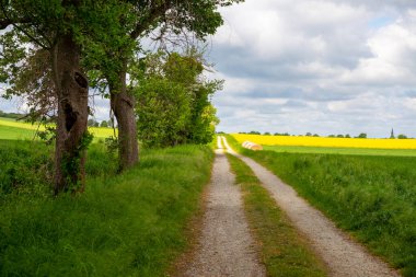 Agra tarlasında ağaçlarla çevrili. Yüksek kalite fotoğraf
