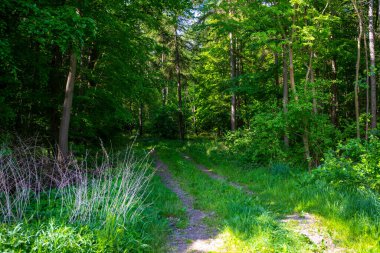 Orman, aşırı büyümüş bir ormanın içinden geçen patikayı ezer geçer. Yüksek kalite fotoğraf