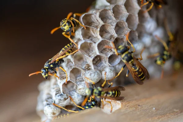 Makroaufnahme Eines Wespennestes Mit Einigen Wespen Hochwertiges Foto — Stockfoto