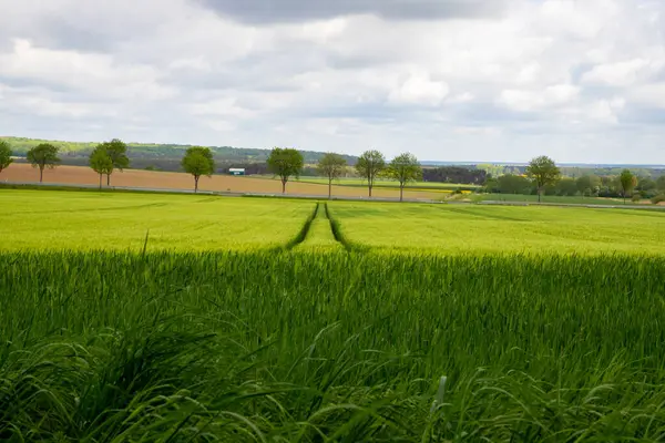 Панорама Поля Фермера Зеленим Трав Яним Ландшафтом Фотографія Високої Якості — стокове фото