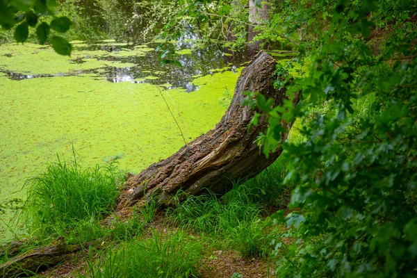Ormanda Bir Sürü Bitkisi Olan Yeşil Bir Göl Yüksek Kalite — Stok fotoğraf