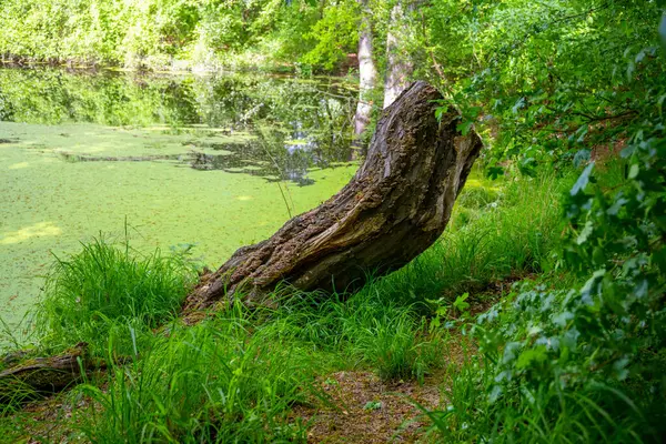 stock image A green lake in the forest with many aquatic plants. High quality photo