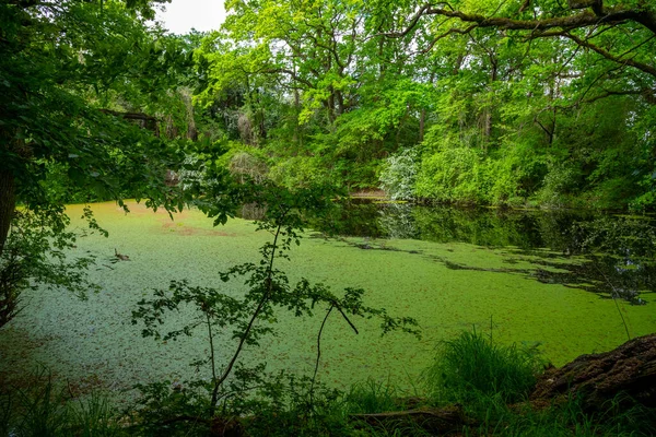Зелене Озеро Лісі Багатьма Водними Рослинами Високоякісна Фотографія — стокове фото