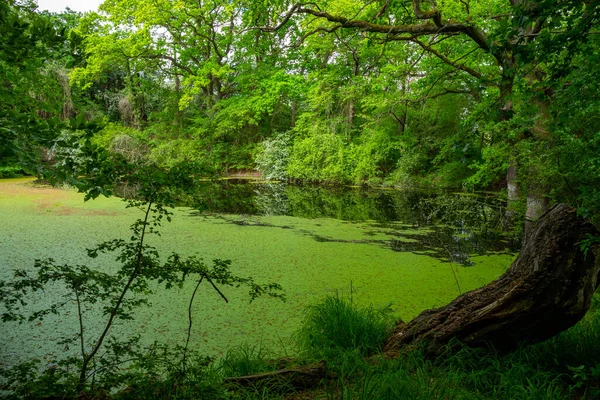 Zielone Jezioro Lesie Wieloma Roślinami Wodnymi Wysokiej Jakości Zdjęcie — Zdjęcie stockowe