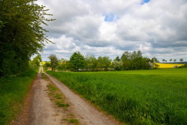 Agra tarlasında ağaçlarla çevrili. Yüksek kalite fotoğraf