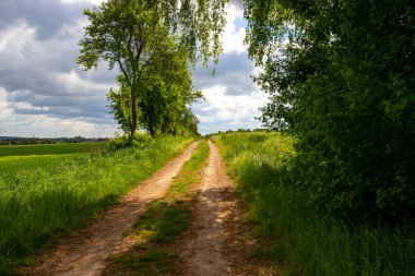 Agra tarlasında ağaçlarla çevrili. Yüksek kalite fotoğraf