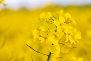 Yakından bir kolza tohumu çiçeği. Yüksek kalite fotoğraf