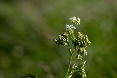 Burr etkisindeki bir kirişin makro görüntüsü. Yüksek kalite fotoğraf